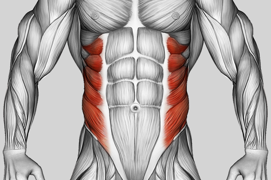 Exercise Category Muscles